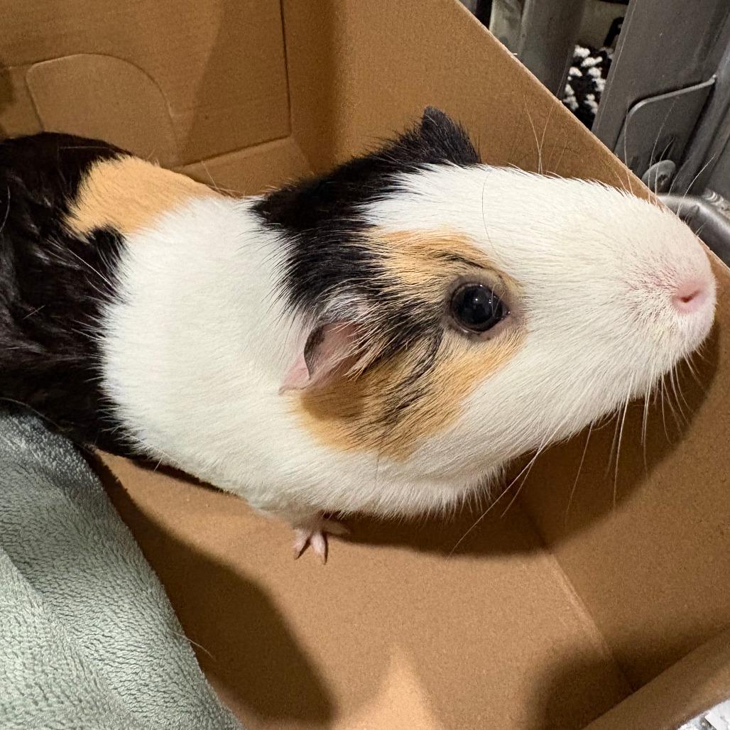 Milky Way, Adoptable, Adult Female Guinea Pig.