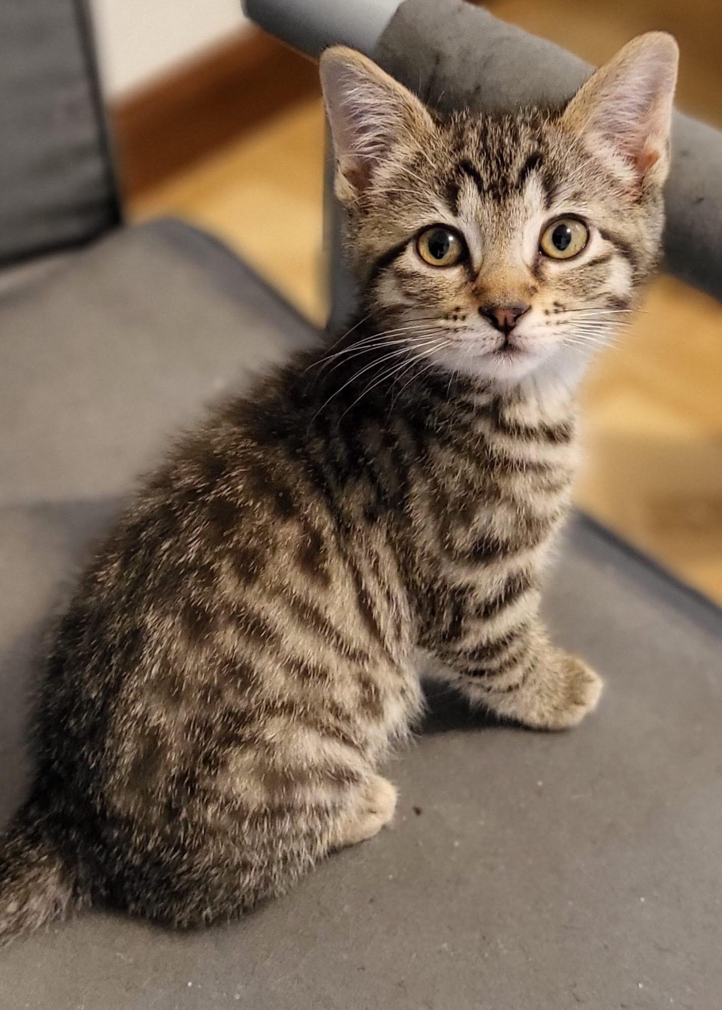 Peony, Adopted, Kitten Female Domestic Short Hair.