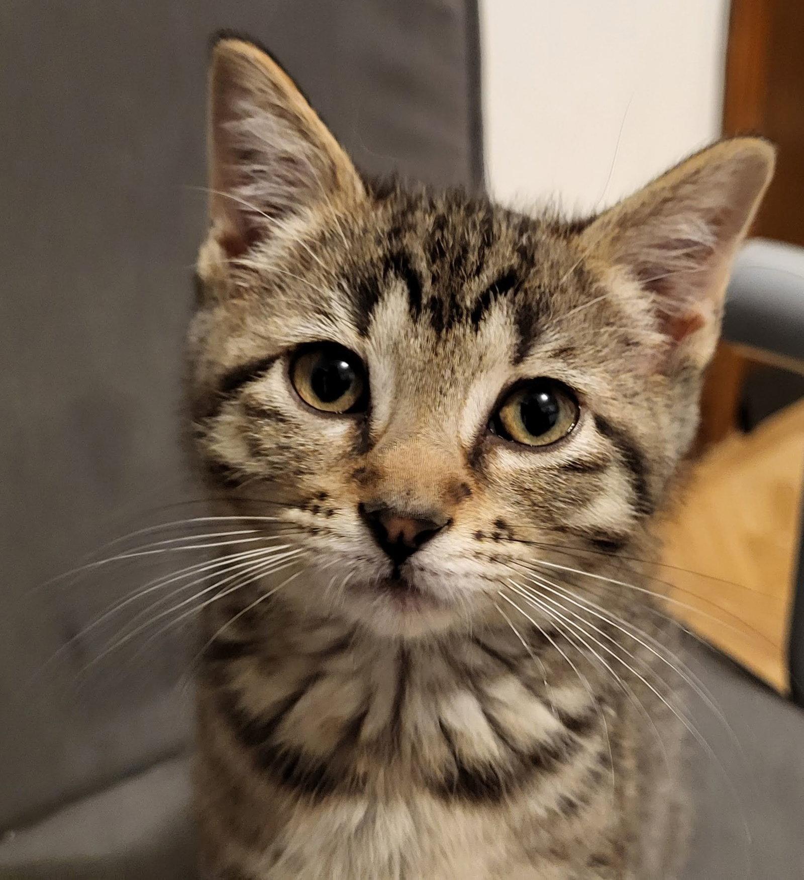 Enlarge Peony, a Adopted Domestic Short Hair in Shawnee, KS image 2/3