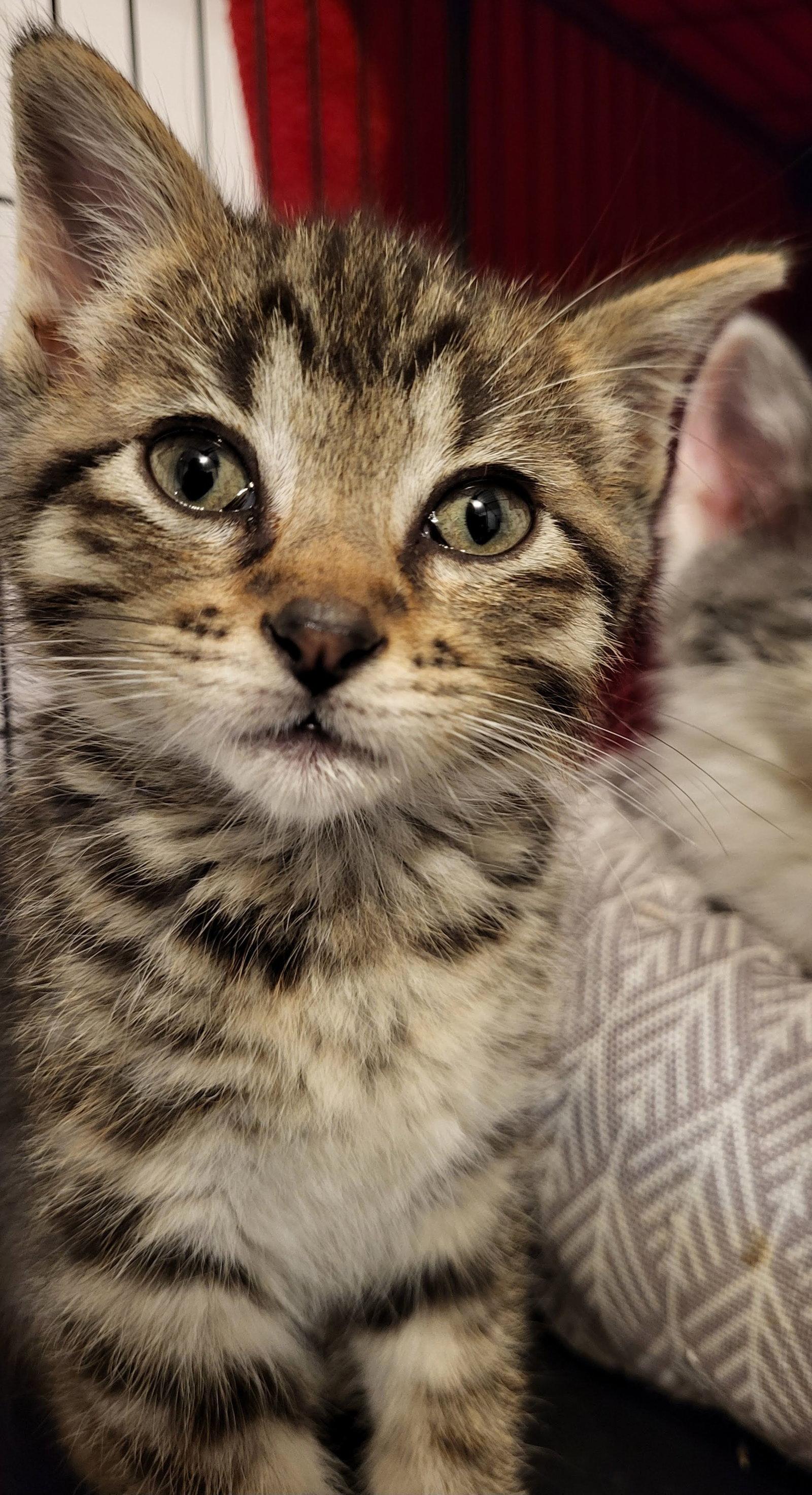 Enlarge Peony, a Adopted Domestic Short Hair in Shawnee, KS image 3/3