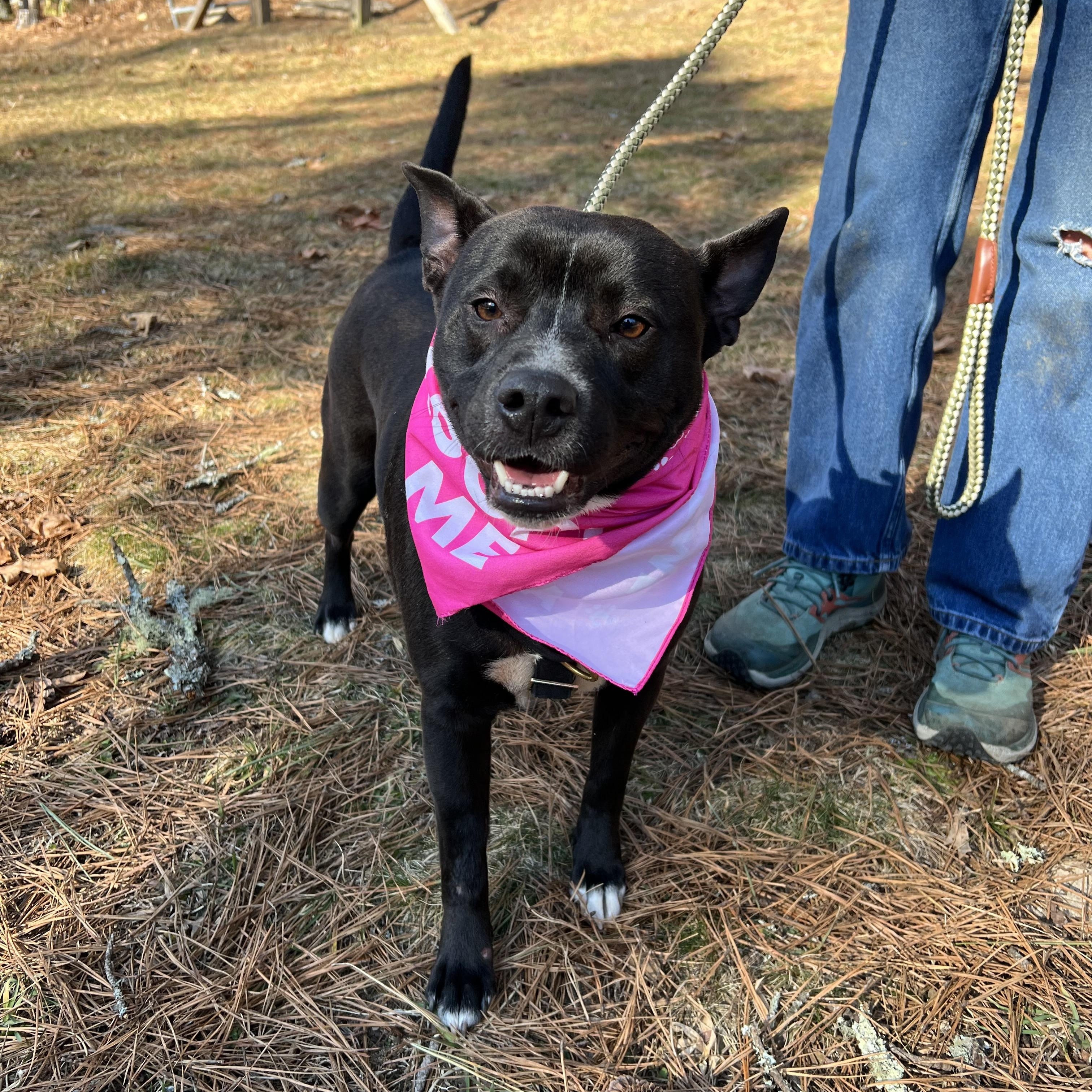 Mercedes, an adopted mixed breed in Cedar Mountain, NC image 2/6