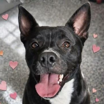 Mercedes, an adopted mixed breed in Cedar Mountain, NC image 6/6