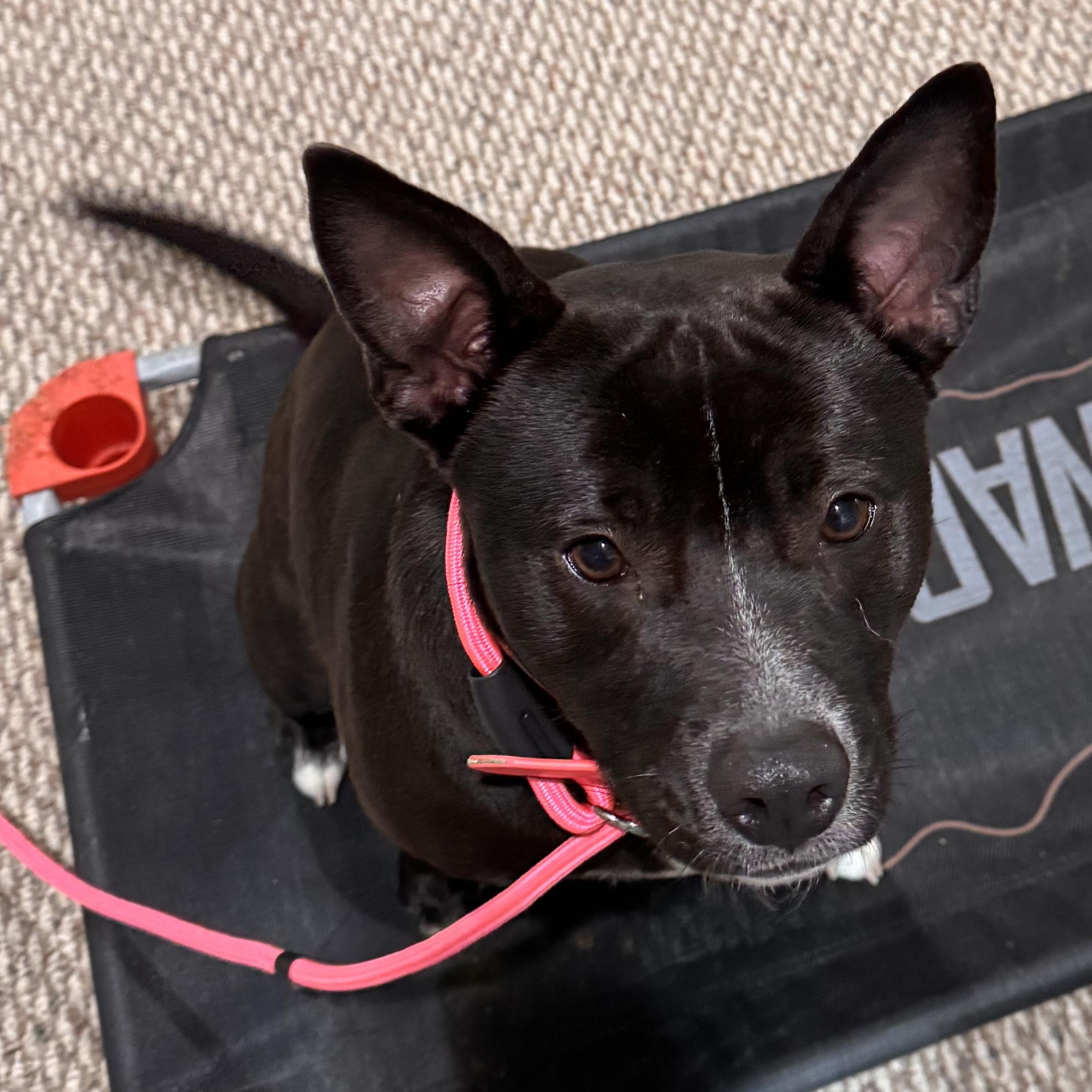 Mercedes, an adopted mixed breed in Cedar Mountain, NC image 3/6