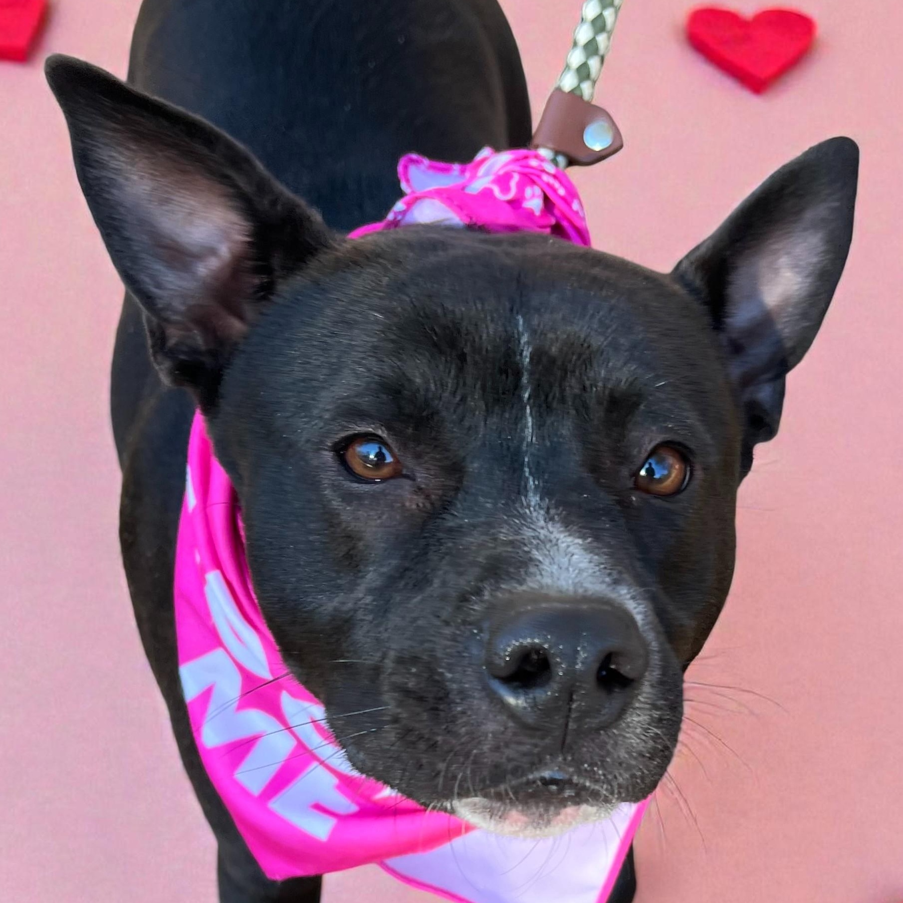 Mercedes, an adopted mixed breed in Cedar Mountain, NC image 1/6