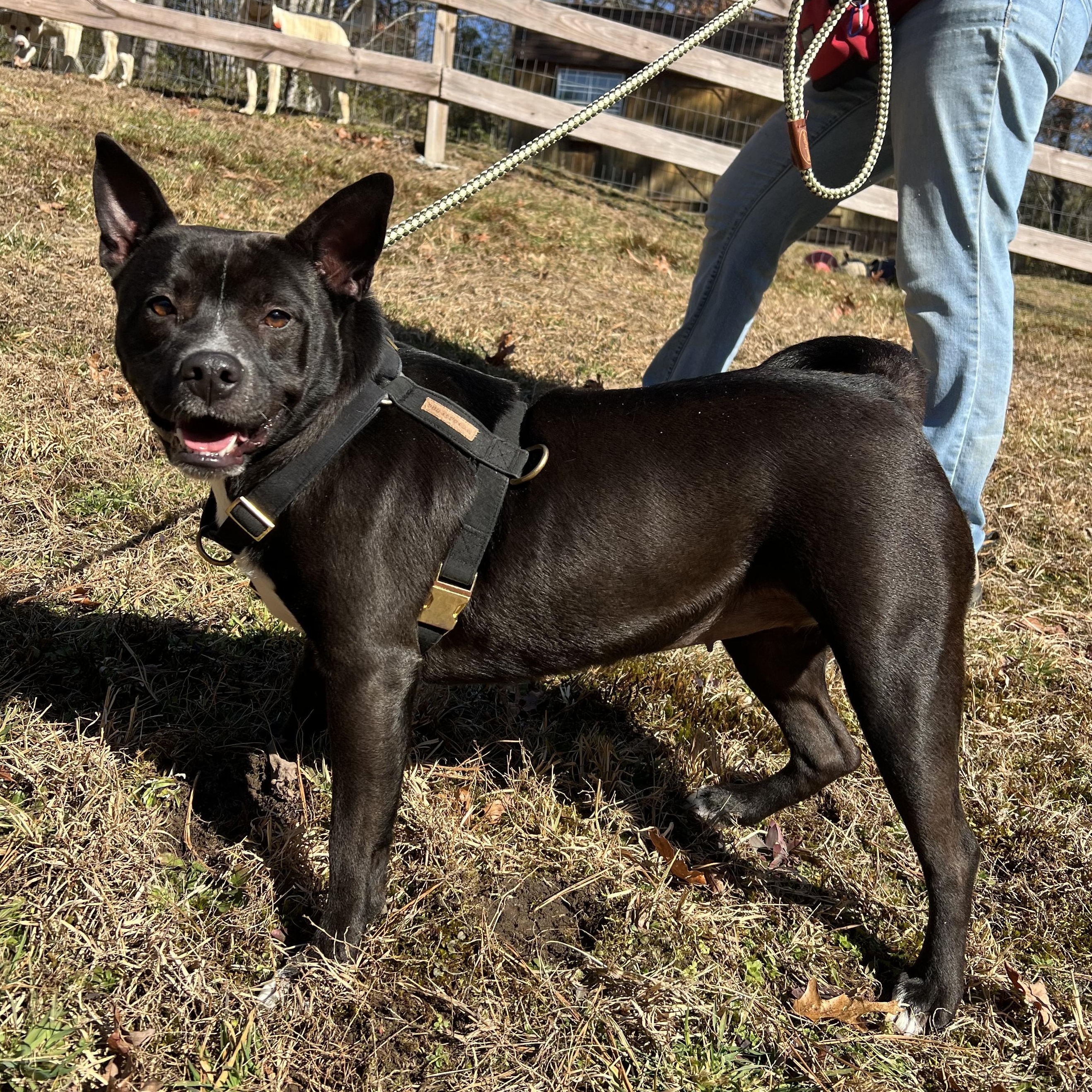 Mercedes, an adopted mixed breed in Cedar Mountain, NC image 4/6