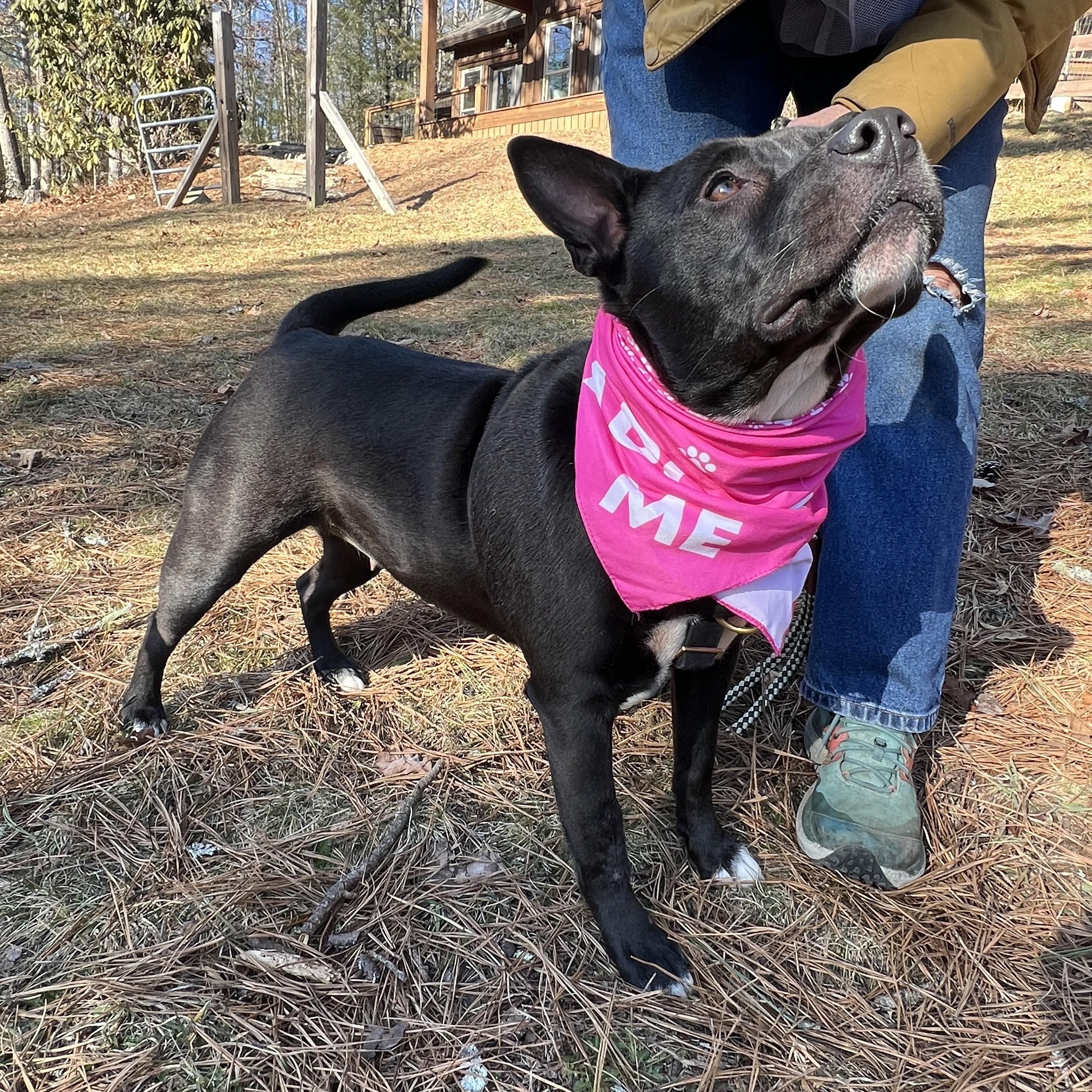 Mercedes, an adopted mixed breed in Cedar Mountain, NC image 5/6
