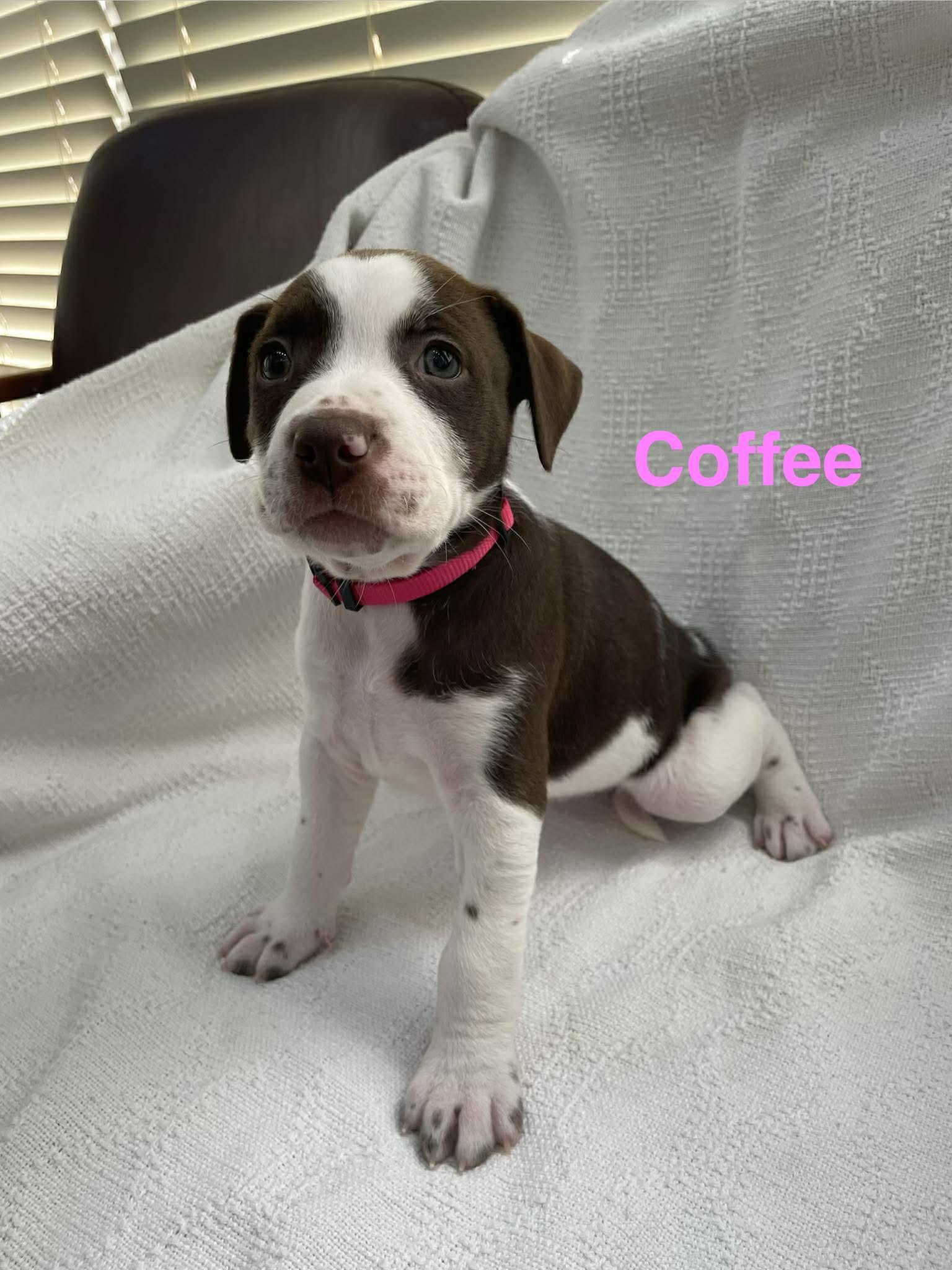 Enlarge COFFEE, an adopted mixed breed in Madisonville, LA image 3/3