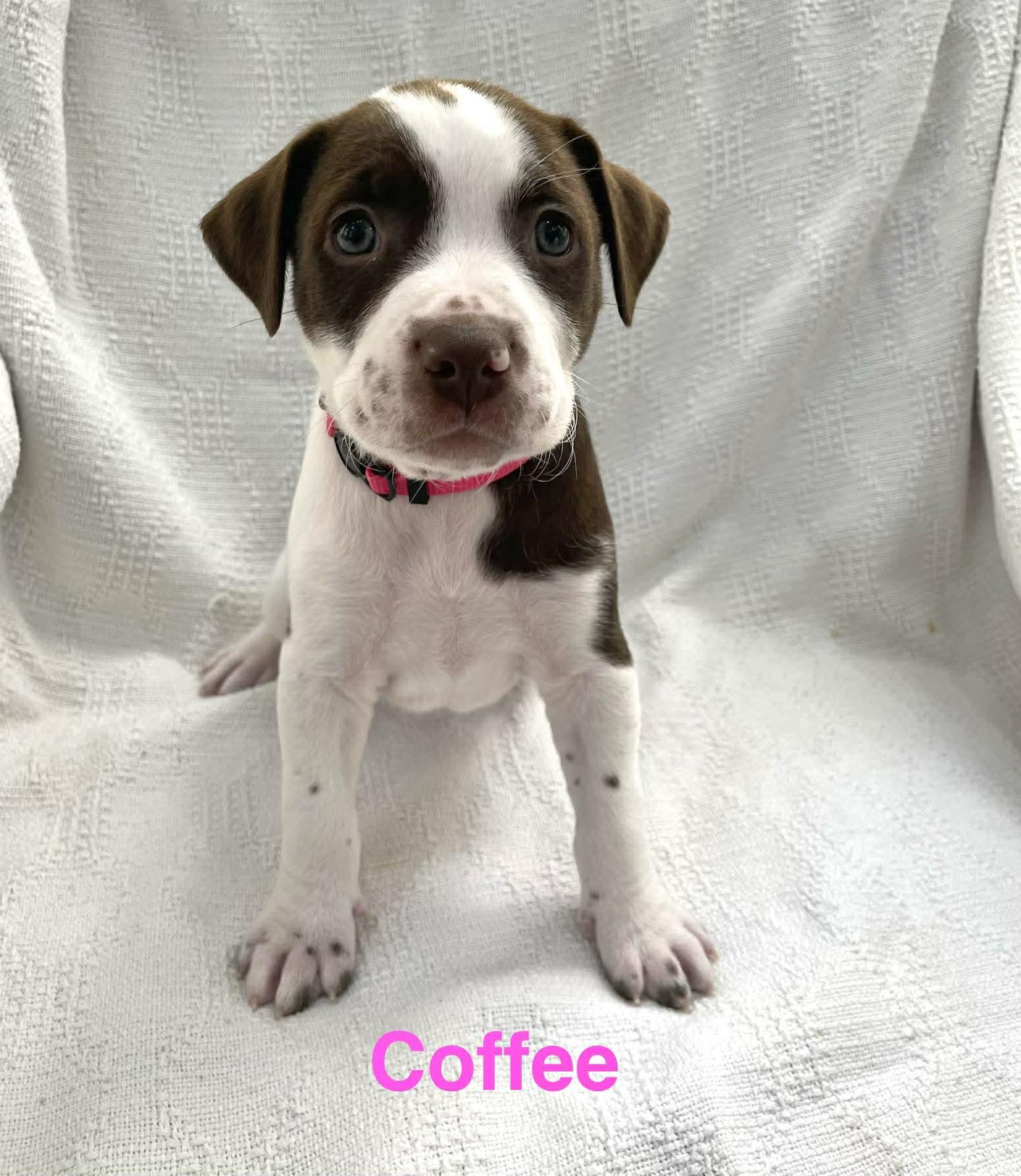 COFFEE, adopted, Puppy Female Jack Russell Terrier & Great Dane.