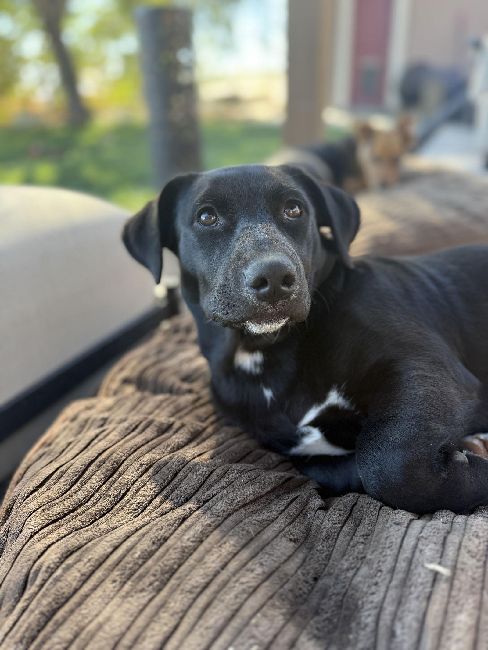 Onyx, Adoptable, Puppy Female Border Collie & American Bulldog.