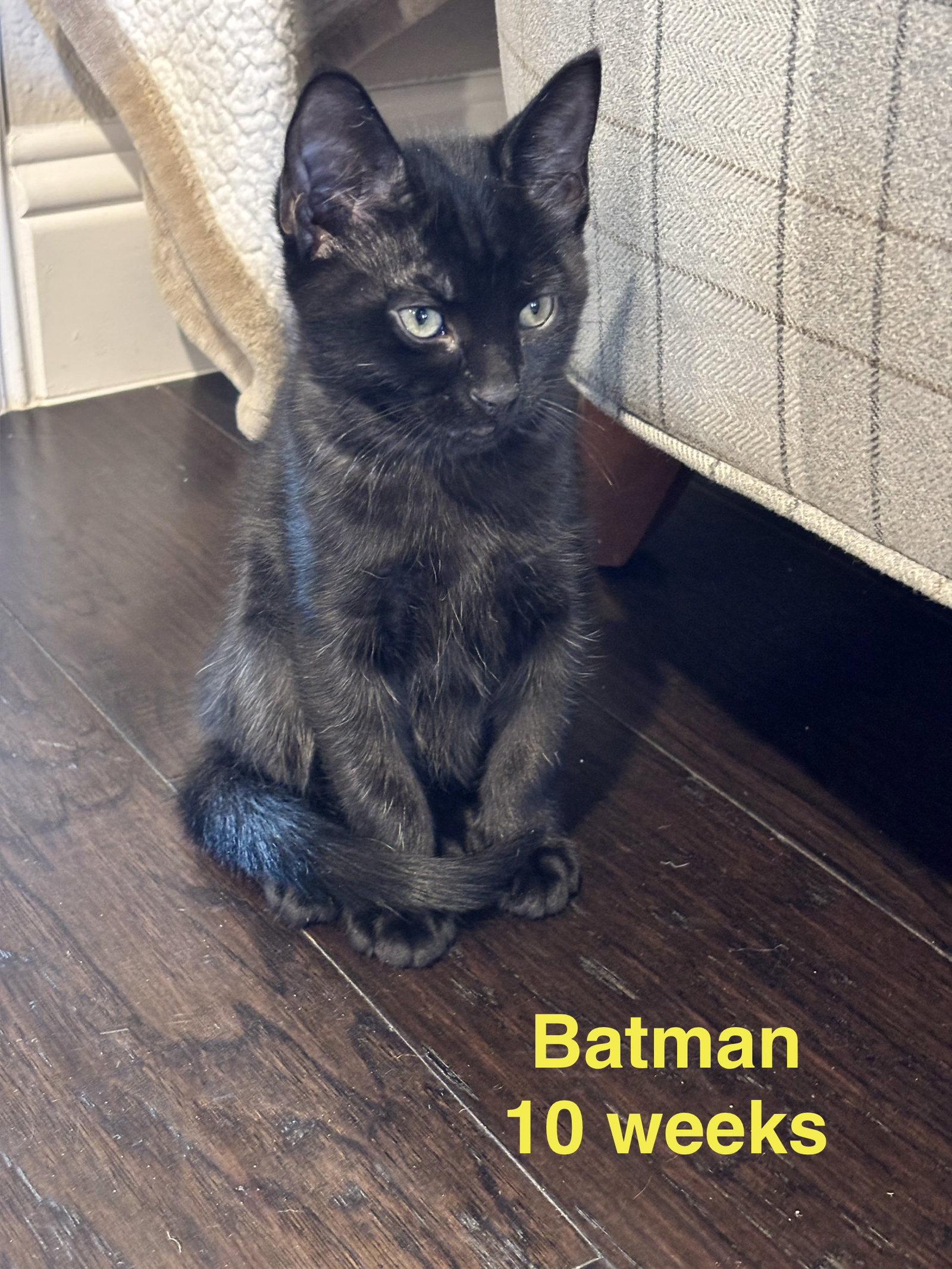 Batman L, Adopted, Kitten Male Domestic Short Hair.