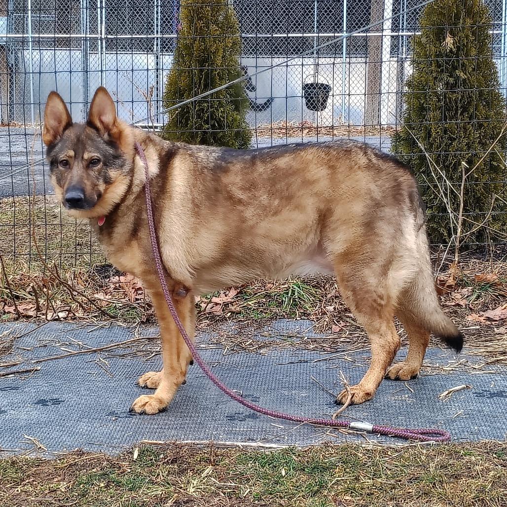 Sasha (26-015), a Adoptable German Shepherd Dog in New Ringgold, PA image 1/3
