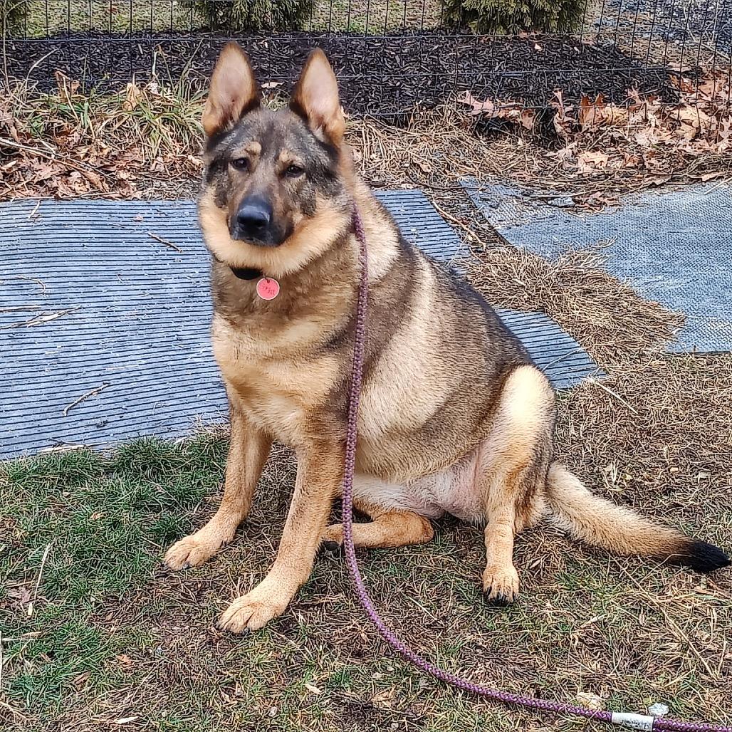 Sasha (26-015), a Adoptable German Shepherd Dog in New Ringgold, PA image 2/3