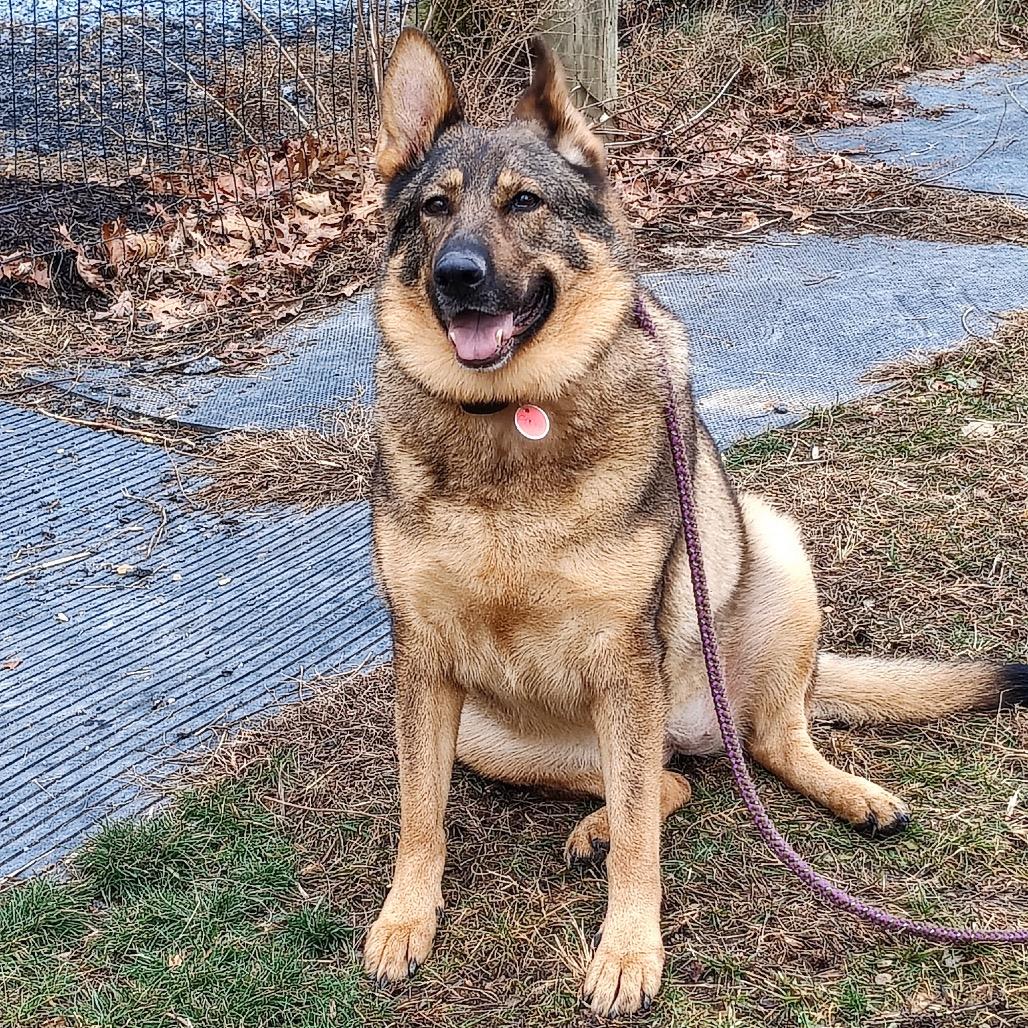 Sasha (26-015), a Adoptable German Shepherd Dog in New Ringgold, PA image 3/3