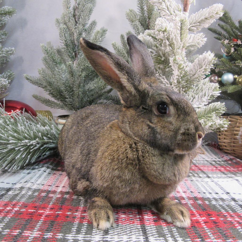 Cinnabun, Adoptable, Adult Female Flemish Giant & American.