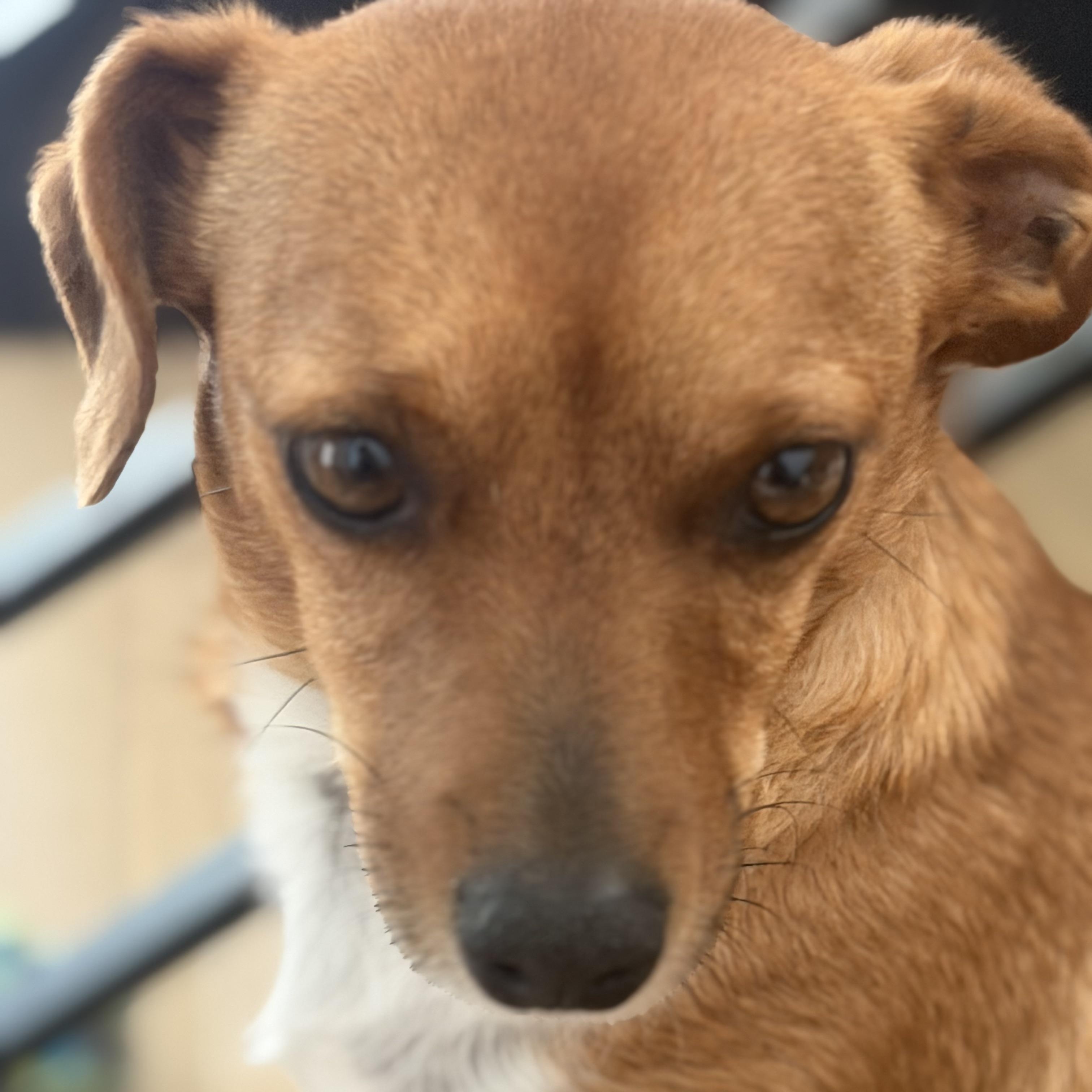 Enlarge Mr. Velcro Draco, a Adoptable mixed breed in Vancouver, BC image 5/6