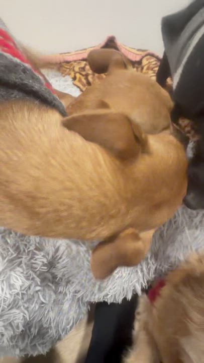 Enlarge Mr. Velcro Draco, a Adoptable mixed breed in Vancouver, BC video 6/6