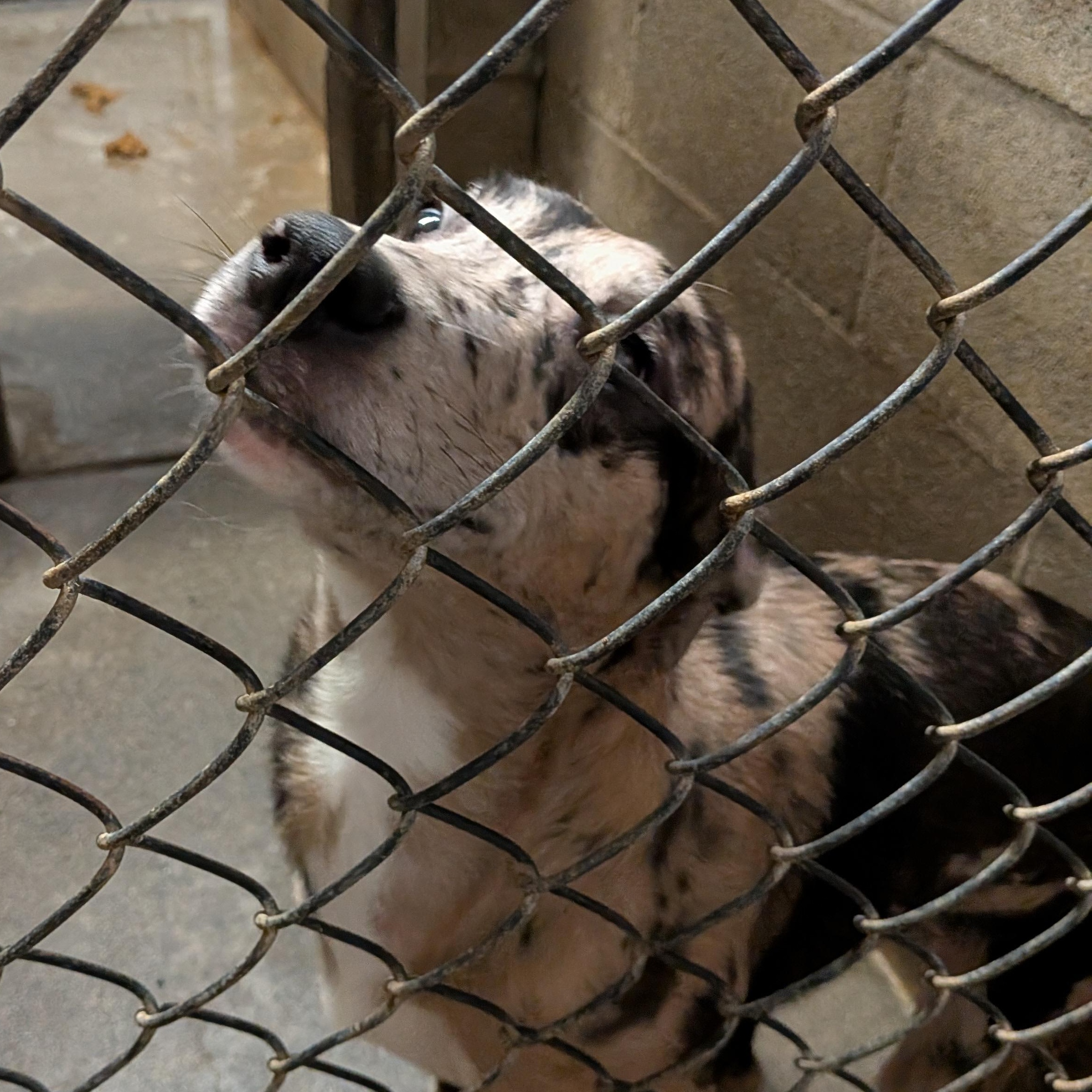 Enlarge Rocky, a ADOPTABLE mixed breed in Hermiston, OR image 1/3