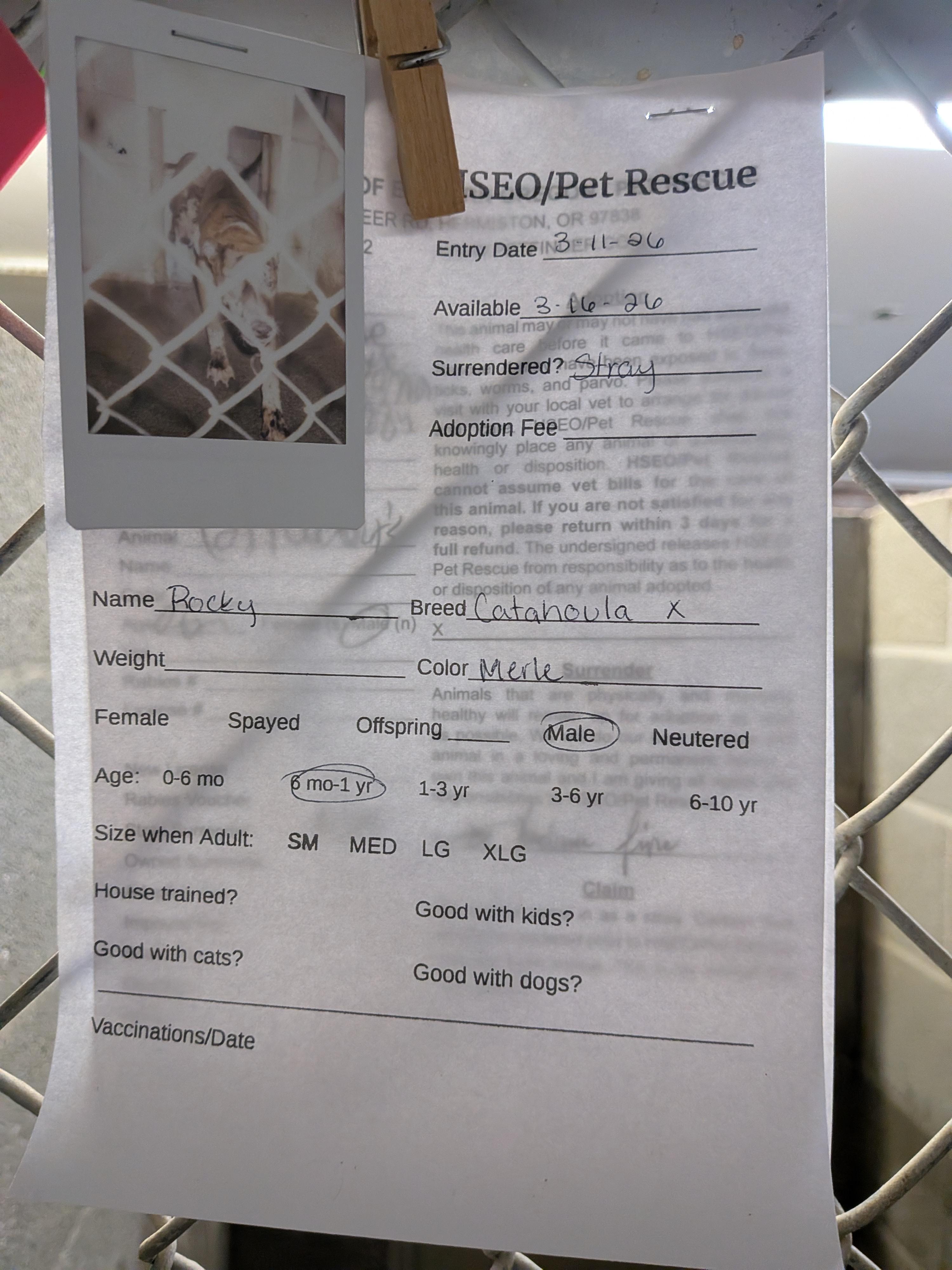 Enlarge Rocky, a ADOPTABLE mixed breed in Hermiston, OR image 3/3