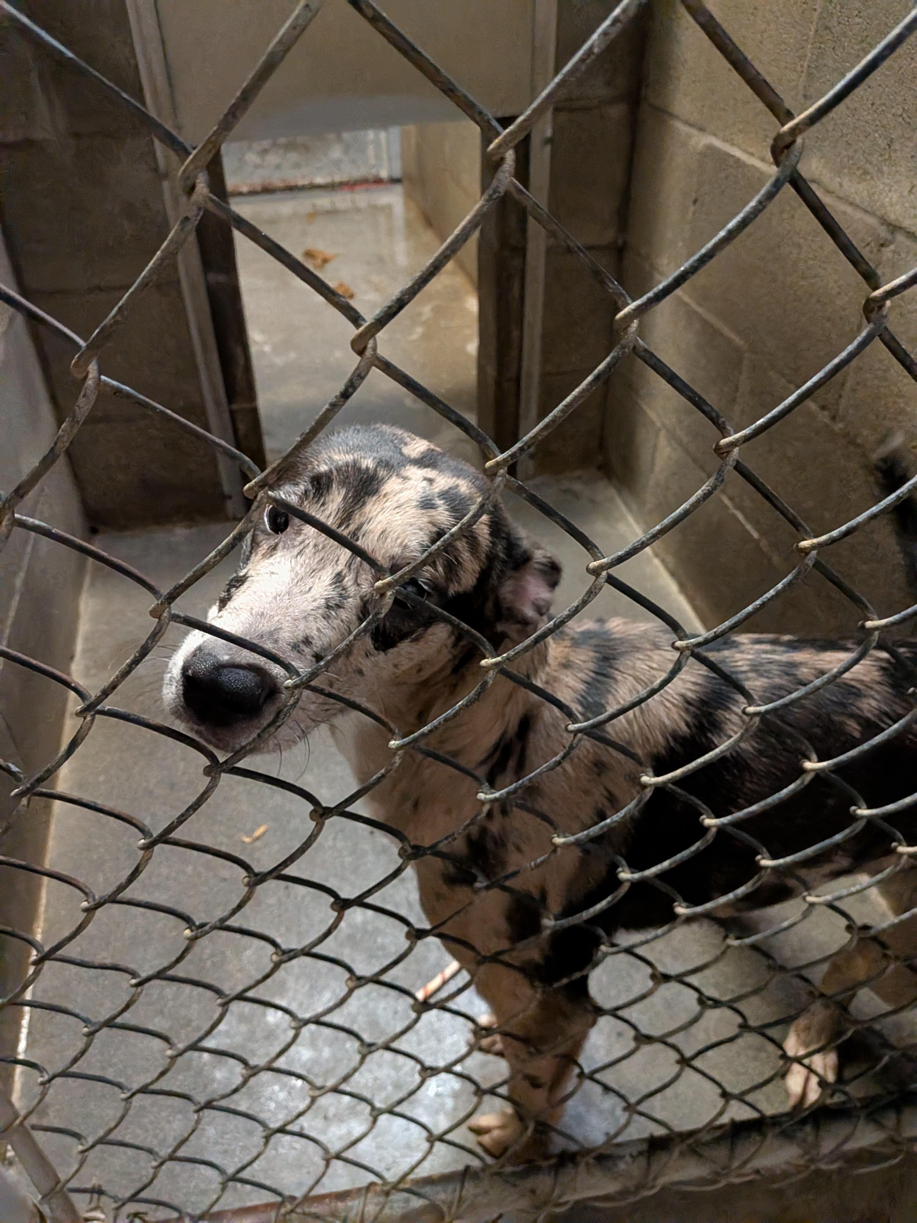 Enlarge Rocky, a ADOPTABLE mixed breed in Hermiston, OR image 2/3