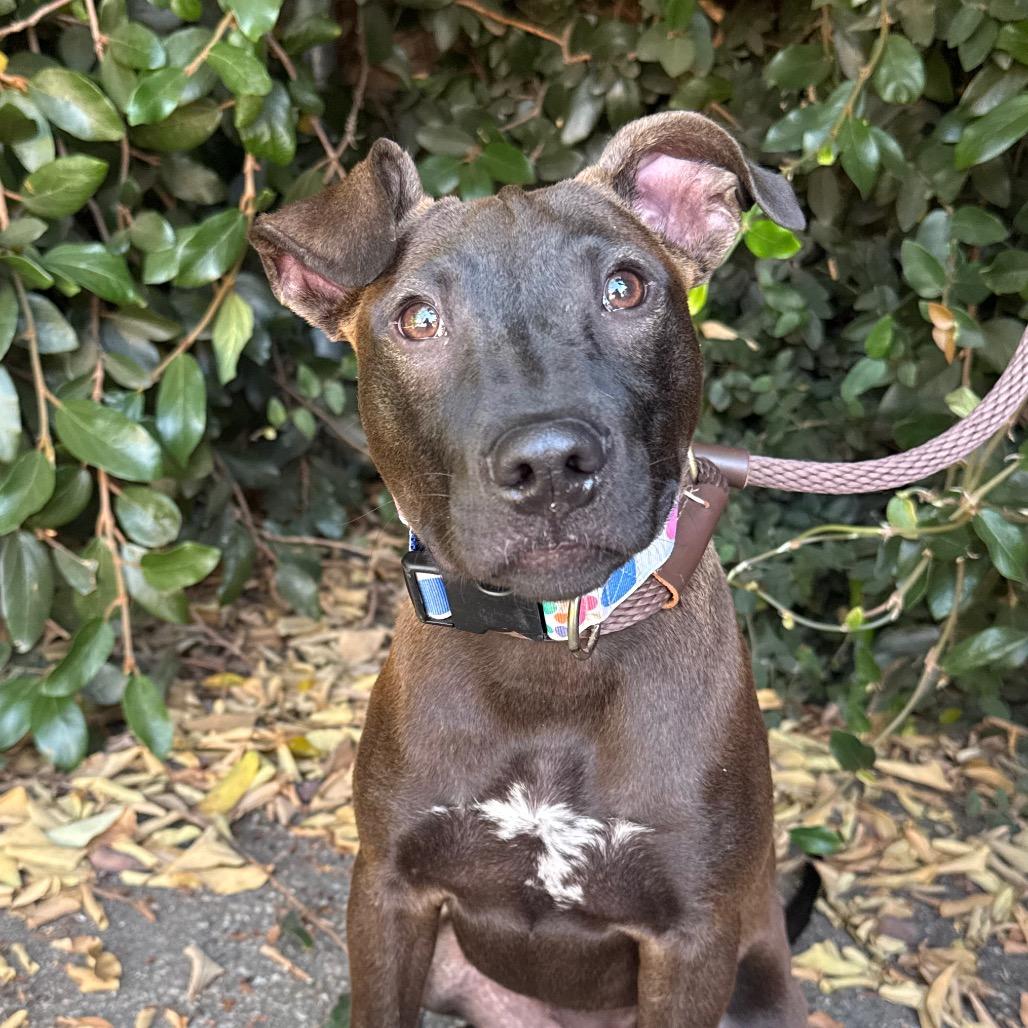 Winnie, Adoptable, Young Female Dutch Shepherd & Mixed Breed.