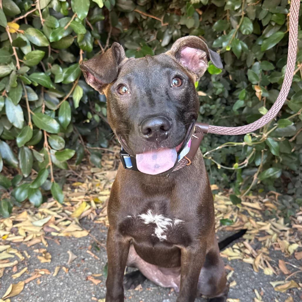 Enlarge Winnie, a Adoptable mixed breed in Santa Barbara, CA image 2/6