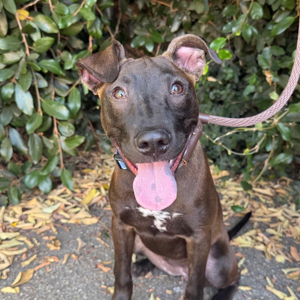 Enlarge Winnie, a Adoptable mixed breed in Santa Barbara, CA image 3/6