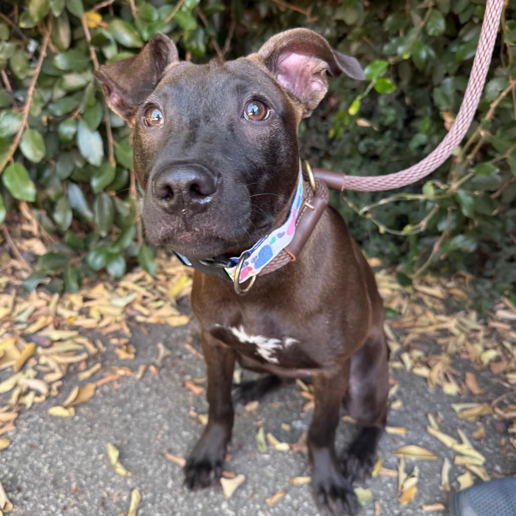 Enlarge Winnie, a Adoptable mixed breed in Santa Barbara, CA image 4/6