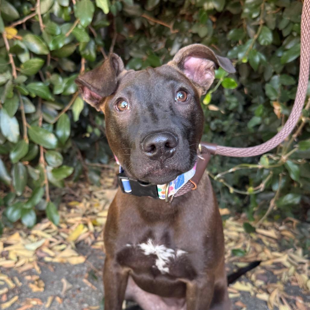 Enlarge Winnie, a Adoptable mixed breed in Santa Barbara, CA image 5/6