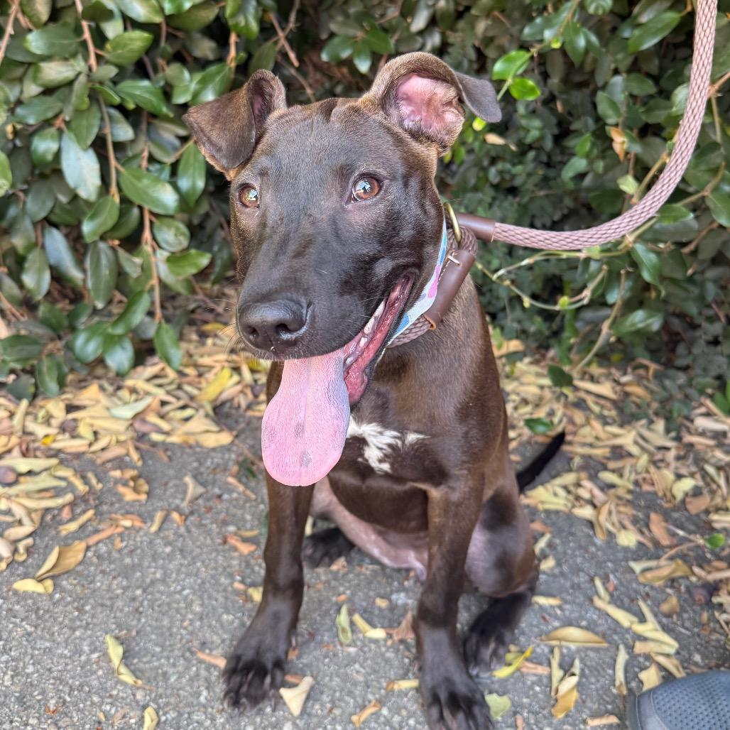 Enlarge Winnie, a Adoptable mixed breed in Santa Barbara, CA image 6/6