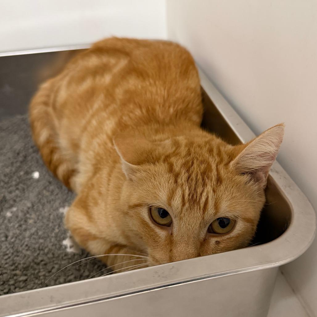 Tormund, Adoptable, Young Male Domestic Short Hair.