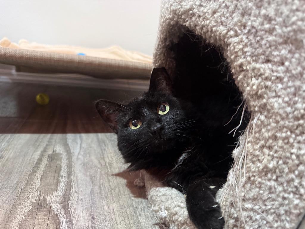 Thina, a Adoptable mixed breed in Labelle, FL image 2/6