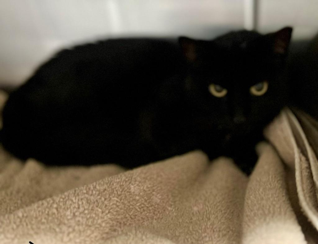 Thina, Adoptable, Young Female Domestic Short Hair.