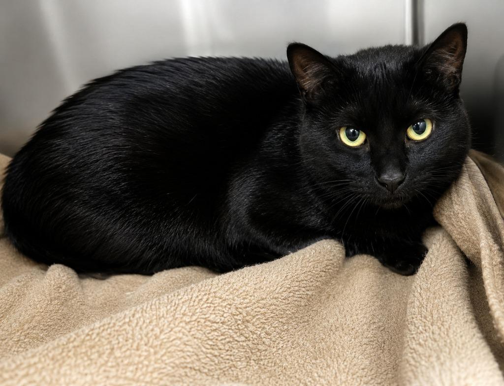Thina, a Adoptable mixed breed in Labelle, FL image 5/6