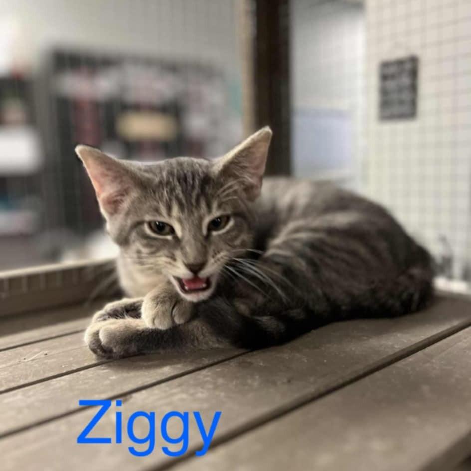 Enlarge Ziggy, a Adoptable Domestic Short Hair in Richmond, IN image 1/1