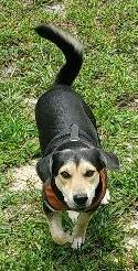 Pinkerton, a Adoptable mixed breed in North Fort Myers, FL image 1/3
