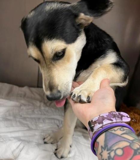 Pinkerton, a Adoptable mixed breed in North Fort Myers, FL image 2/3