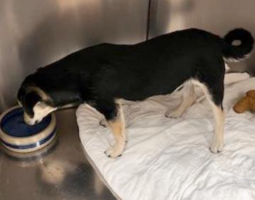 Pinkerton, a Adoptable mixed breed in North Fort Myers, FL image 3/3