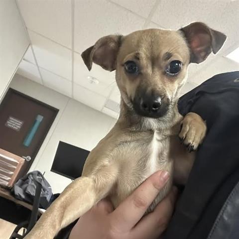 CARMEN, Adoptable, Young Female Chihuahua.