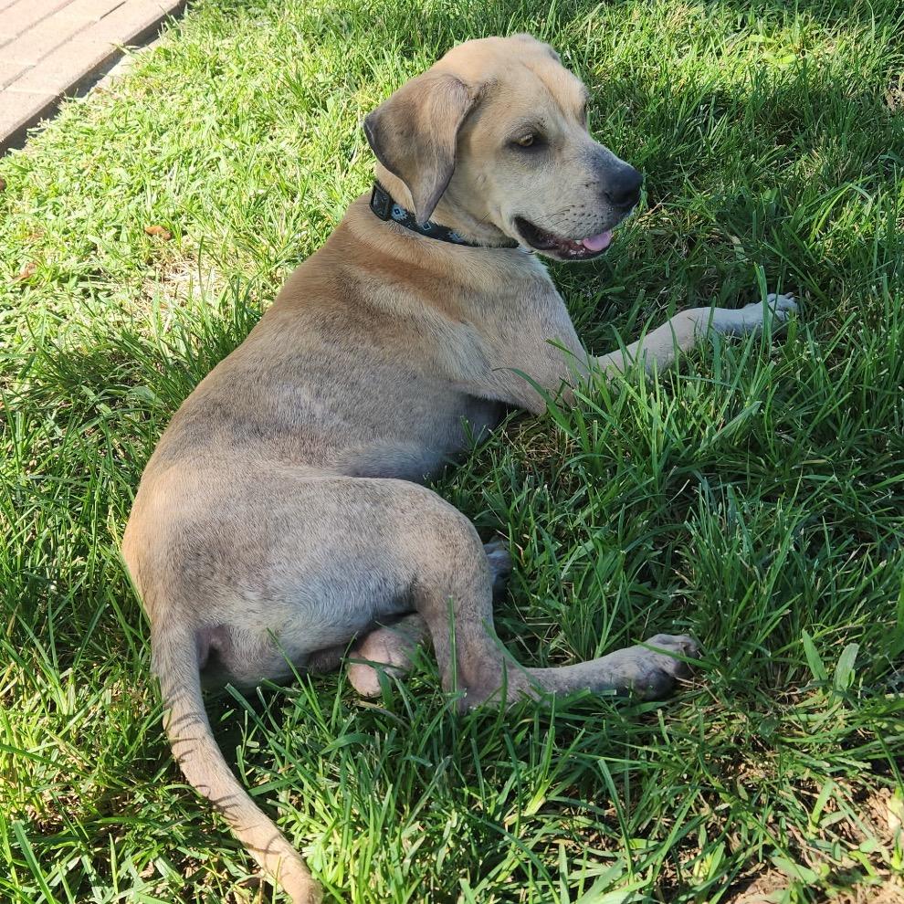 Enlarge Atlas, a Adoptable mixed breed in Hobe Sound, FL image 1/5