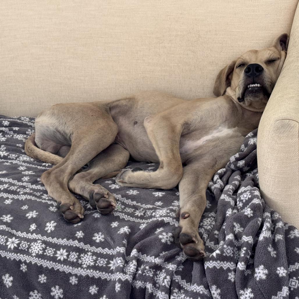 Enlarge Atlas, a Adoptable mixed breed in Hobe Sound, FL image 2/5