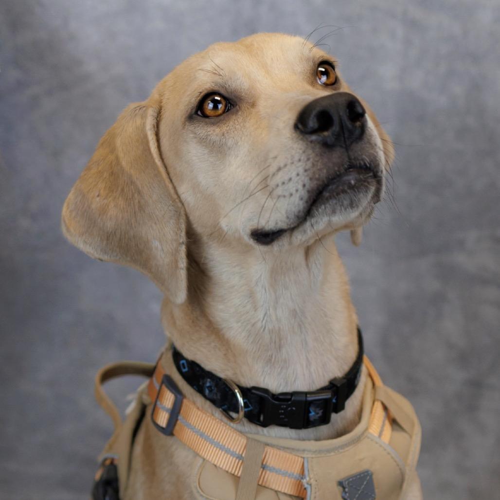 Enlarge Atlas, a Adoptable mixed breed in Hobe Sound, FL image 4/5