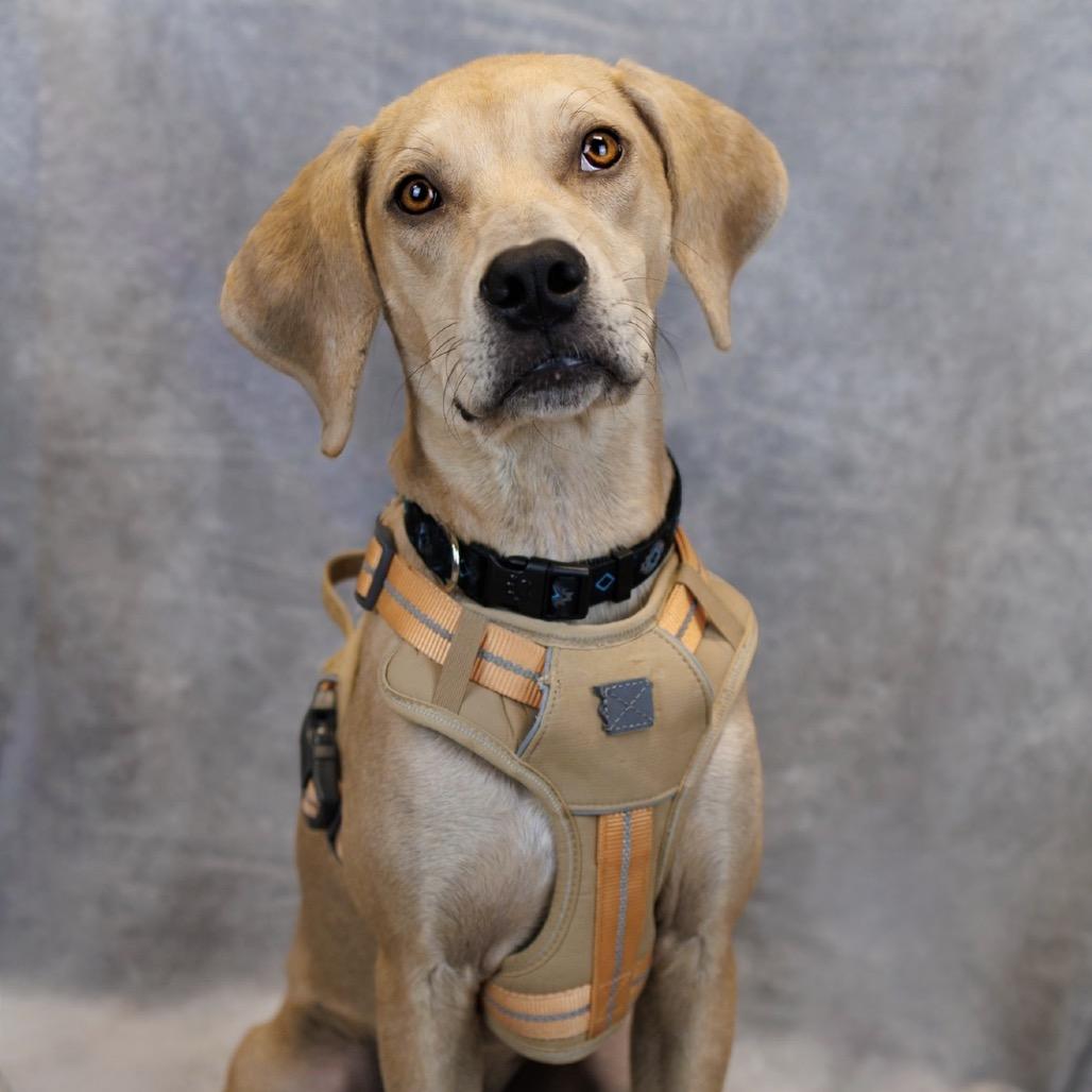 Enlarge Atlas, a Adoptable mixed breed in Hobe Sound, FL image 5/5