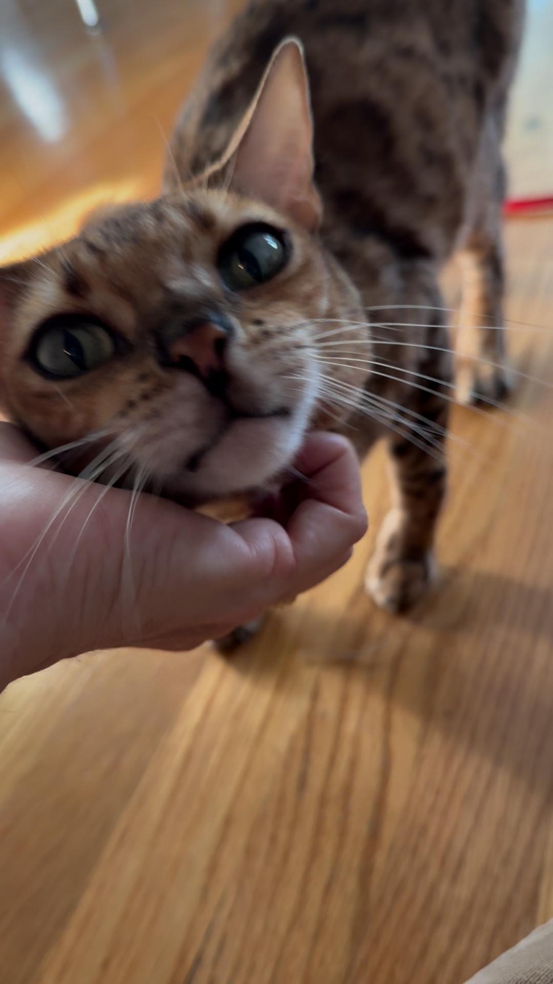 Milo, an adopted Bengal in Brooklyn, NY image 2/4