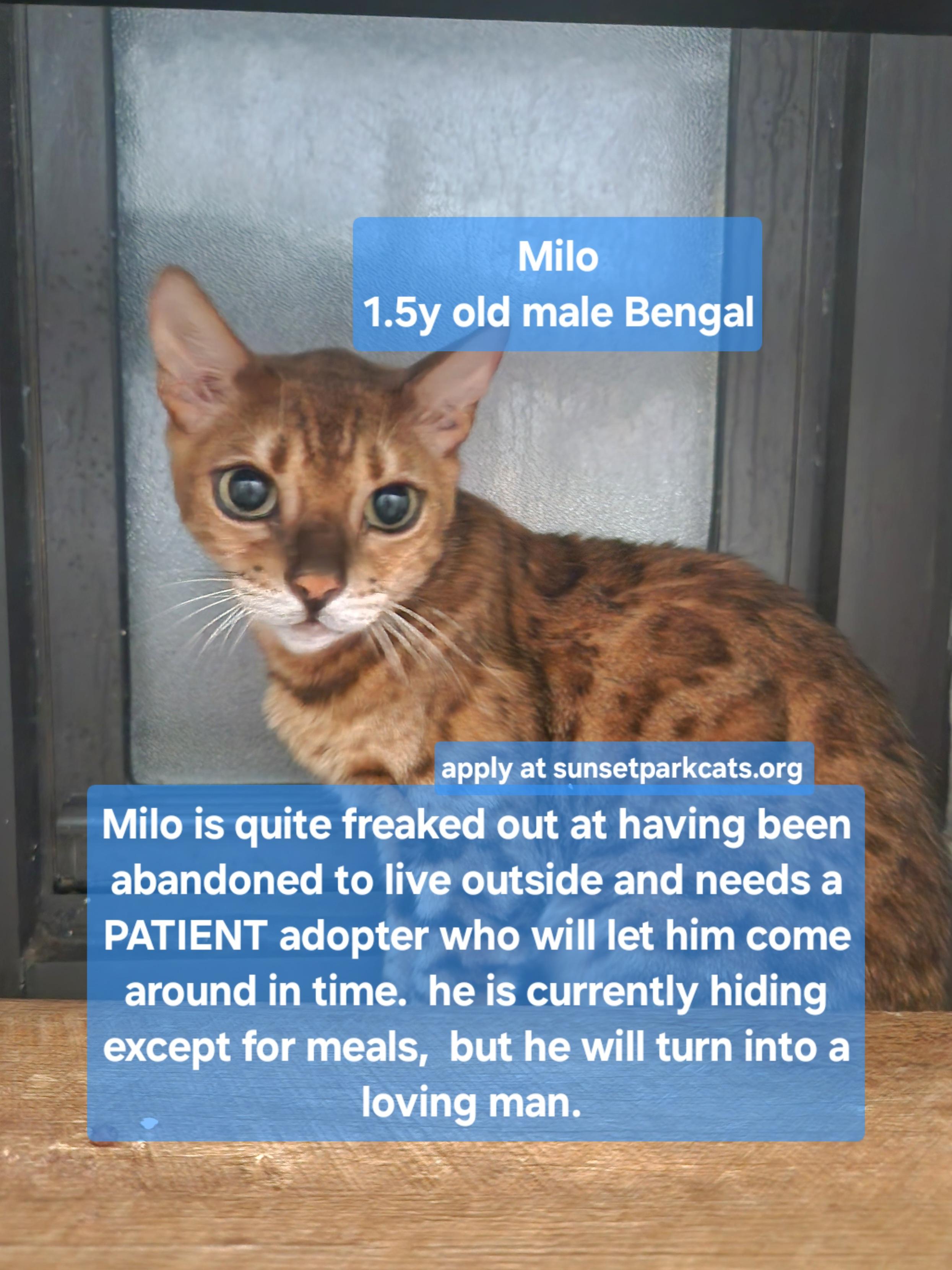 Milo, an adopted Bengal in Brooklyn, NY image 3/4