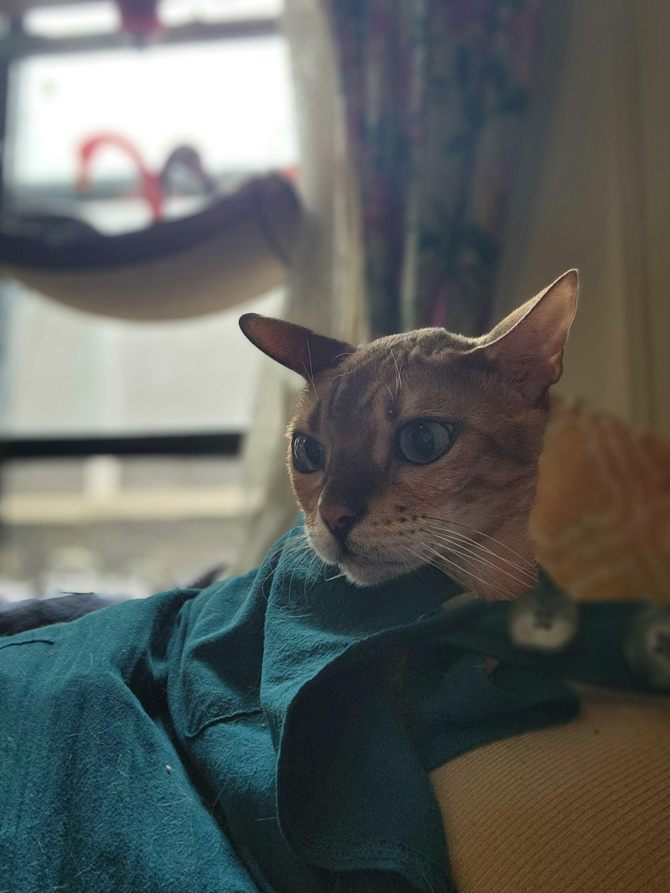 Milo, an adopted Bengal in Brooklyn, NY image 4/4