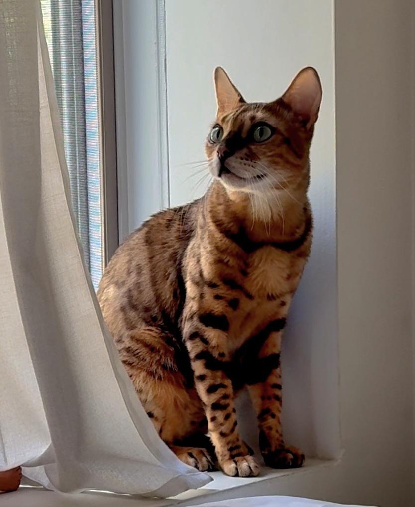 Milo, adopted, Young Male Bengal.
