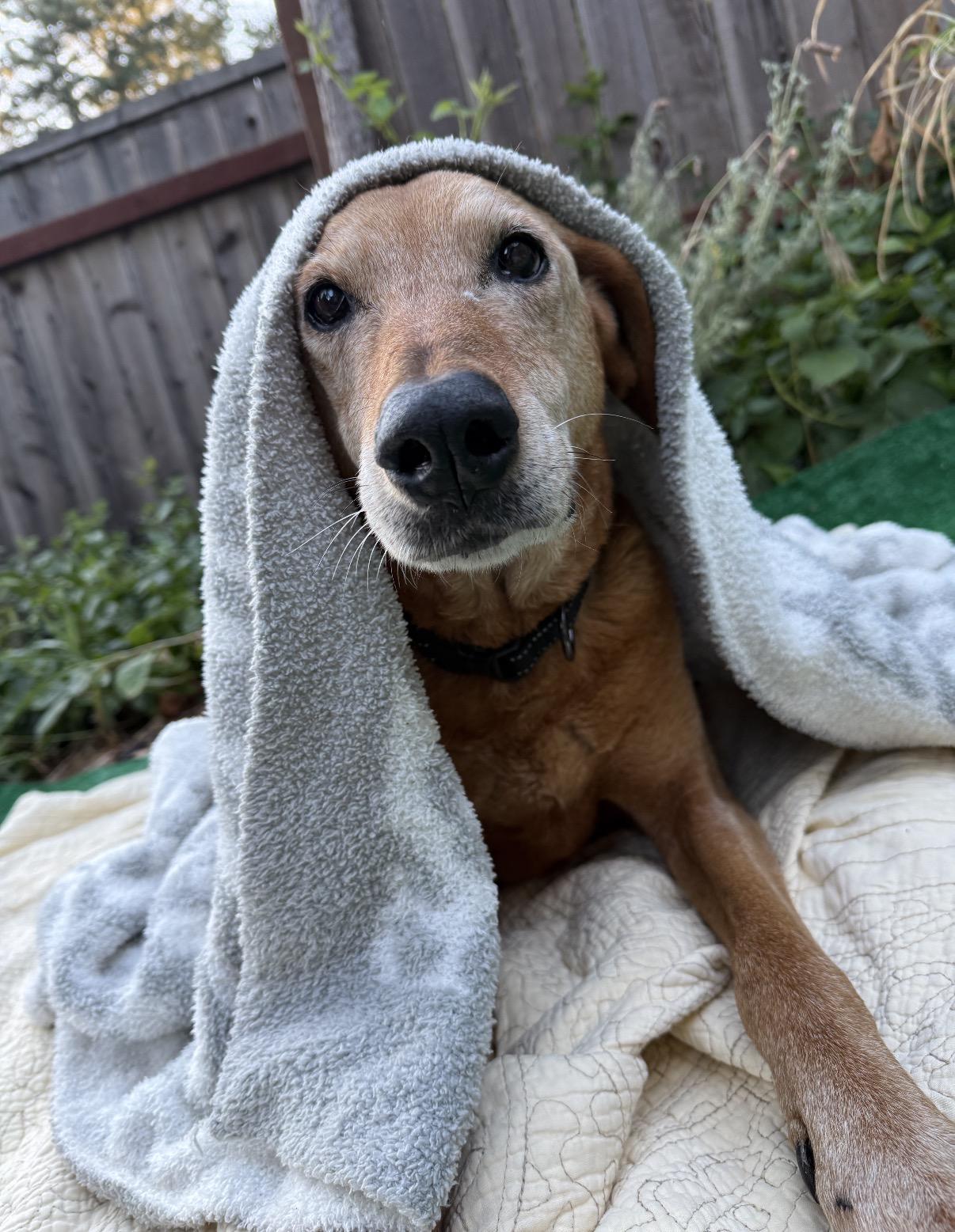 Posey - Urgent, Adoptable, Senior Female Yellow Labrador Retriever.