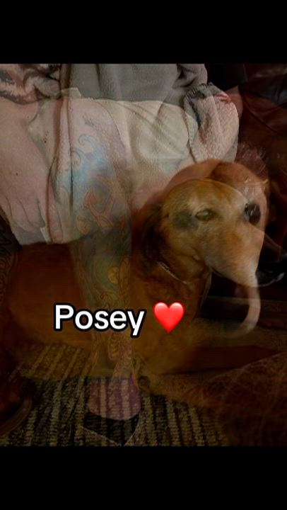Enlarge Posey - Urgent, a Adoptable Yellow Labrador Retriever in Willits , CA video 2/2
