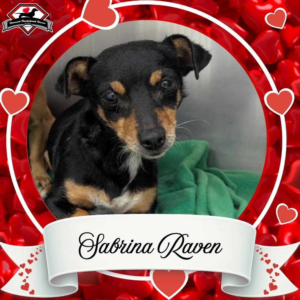 Sabrina Raven, Adoptable, Adult Female Dachshund & Chihuahua.