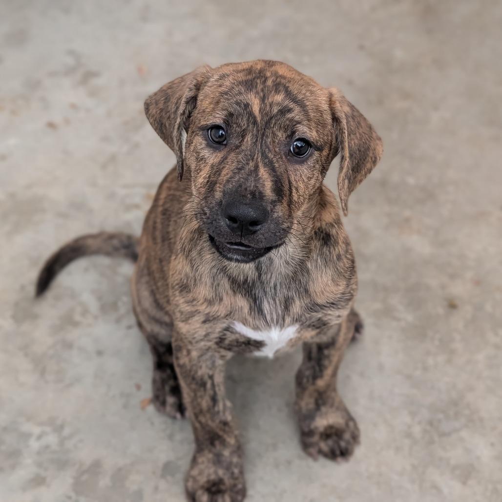 Enlarge Denali, a Adopted Mixed Breed in Fenton, MI image 1/1
